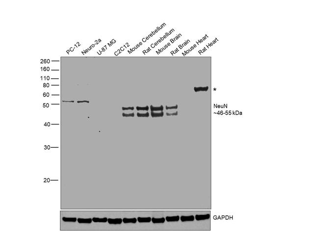 NeuN Antibody in Western Blot (WB)