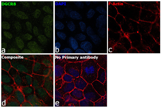 DGCR8 Antibody in Immunocytochemistry (ICC/IF)