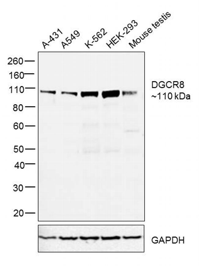 DGCR8 Antibody in Western Blot (WB)