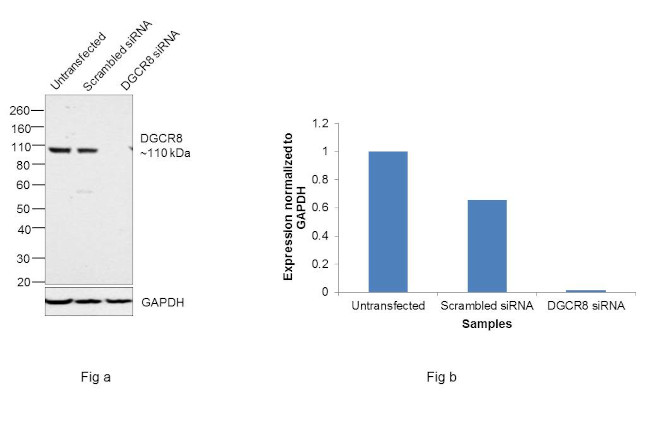 DGCR8 Antibody