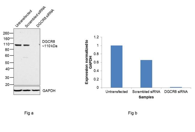 DGCR8 Antibody in Western Blot (WB)