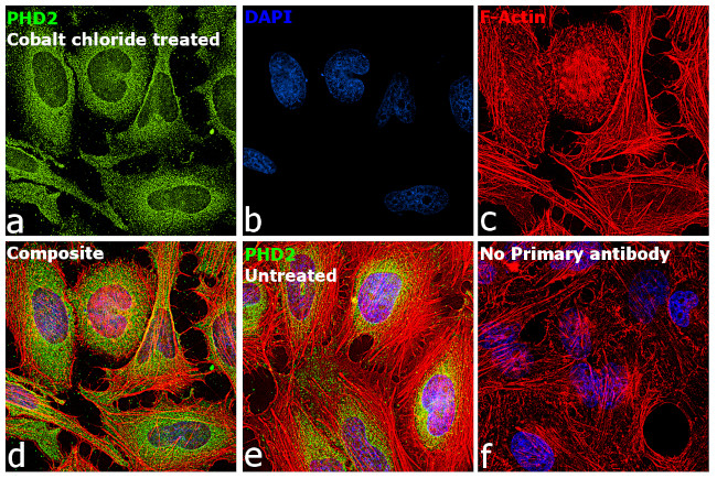 PHD2 Antibody in Immunocytochemistry (ICC/IF)