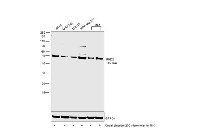 PHD2 Antibody in Western Blot (WB)