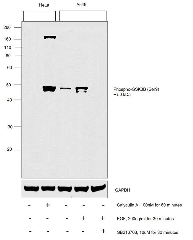 Phospho-GSK3B (Ser9) Antibody