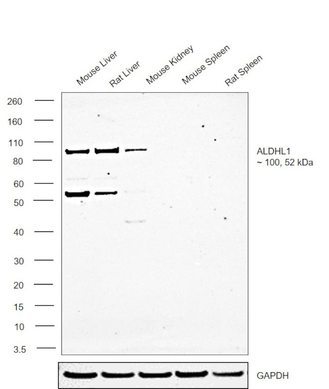 ALDH1L1 Antibody