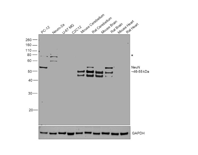 NeuN Antibody