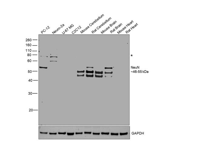 NeuN Antibody in Western Blot (WB)