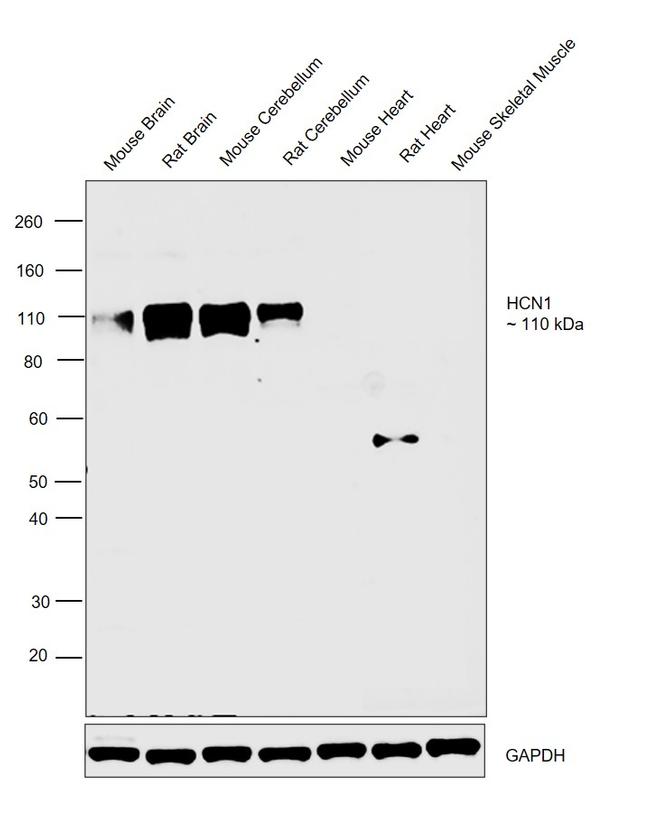 HCN1 Antibody in Western Blot (WB)