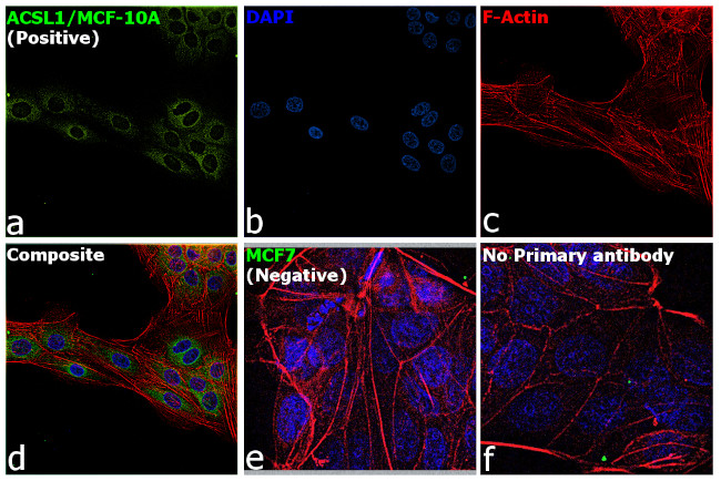 ACSL1 Antibody