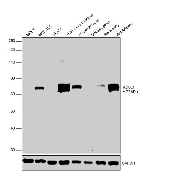 ACSL1 Antibody in Western Blot (WB)