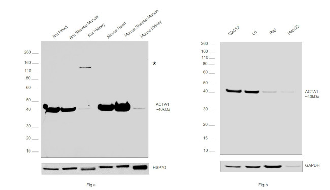 Actin Antibody