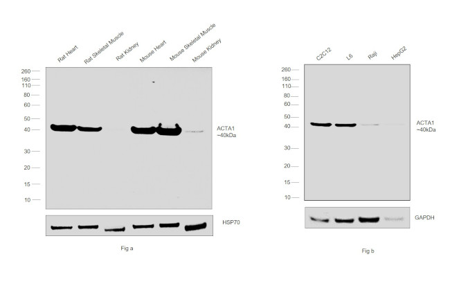 Actin Antibody