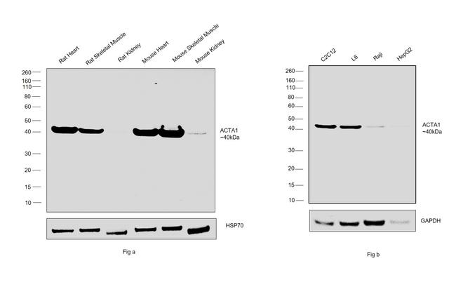 Actin Antibody in Western Blot (WB)