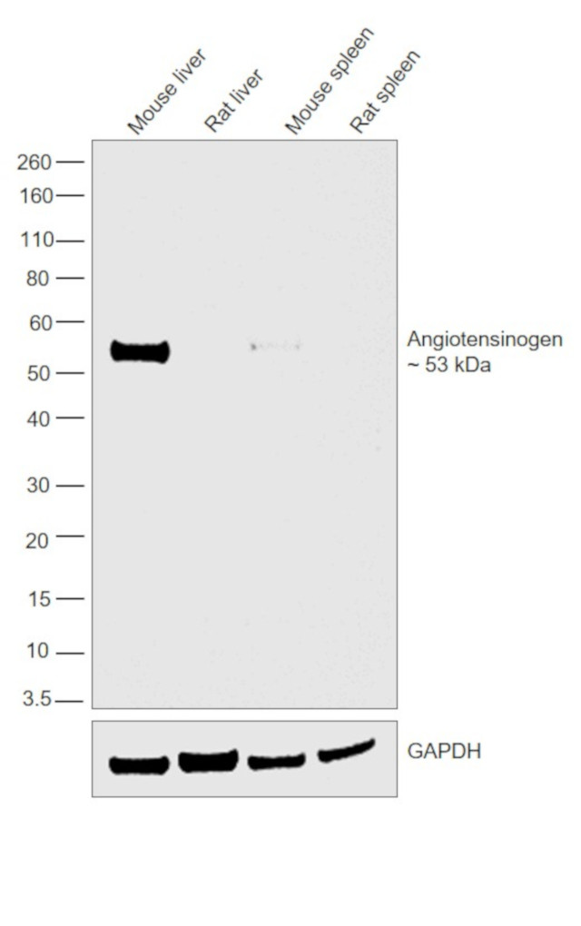 Angiotensinogen Antibody