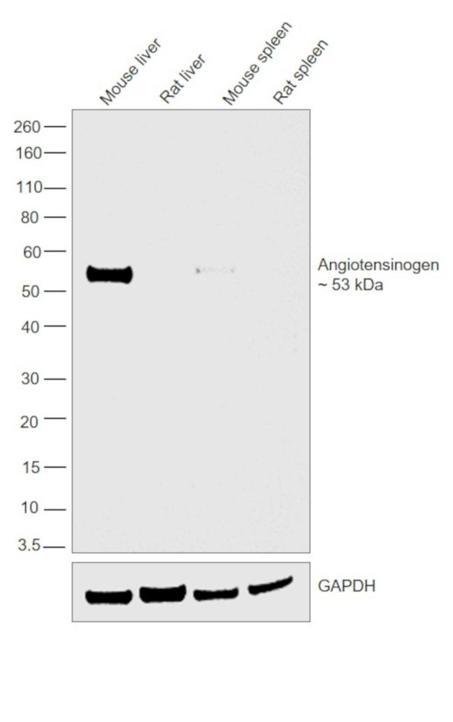 Angiotensinogen Antibody in Western Blot (WB)