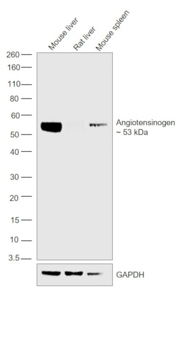 Angiotensinogen Antibody