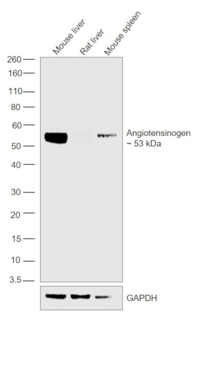 Angiotensinogen Antibody in Western Blot (WB)