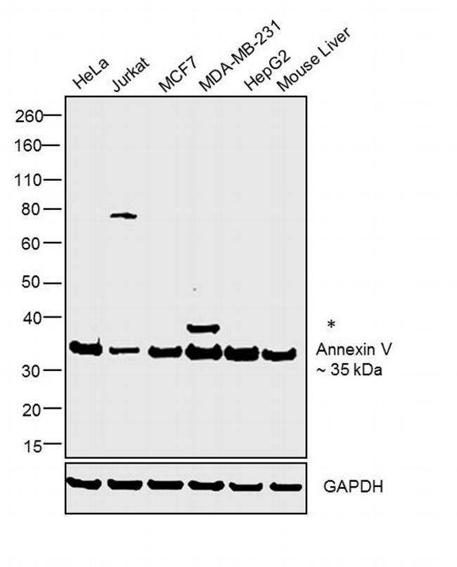 Annexin V Antibody in Western Blot (WB)