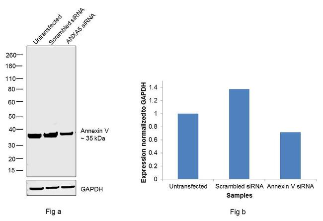 Annexin V Antibody in Western Blot (WB)