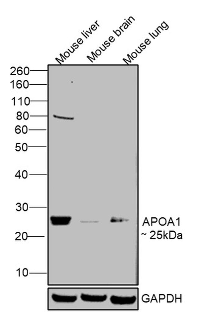 ApoA1 Antibody in Western Blot (WB)