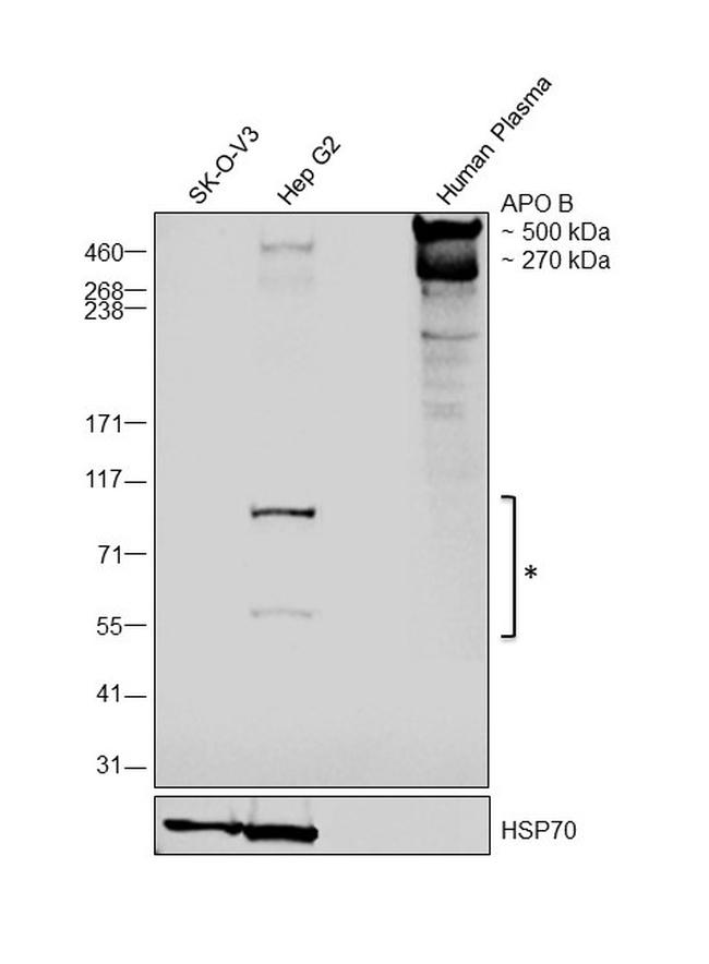 Apolipoprotein B Antibody in Western Blot (WB)