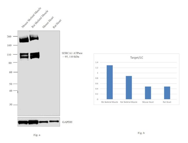 SERCA1 ATPase Antibody in Western Blot (WB)