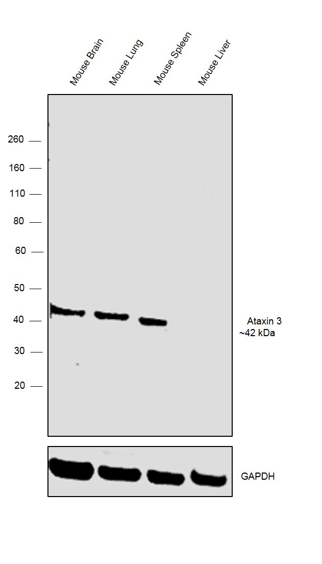 Ataxin 3 Antibody