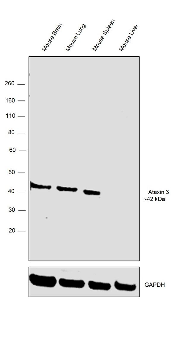 Ataxin 3 Antibody in Western Blot (WB)