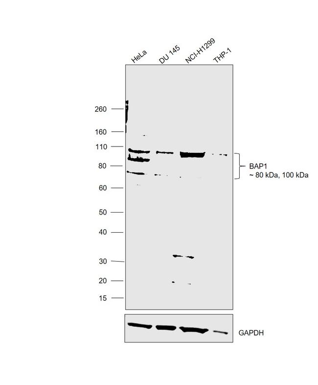 BAP1 Antibody in Western Blot (WB)