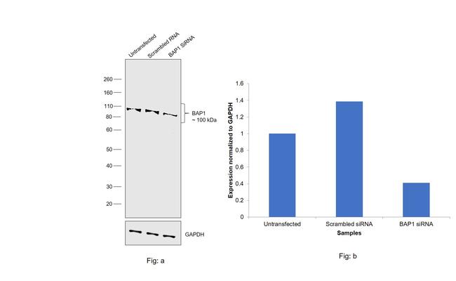 BAP1 Antibody in Western Blot (WB)