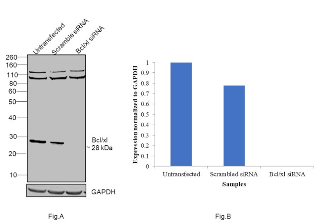 BCL-XL Antibody