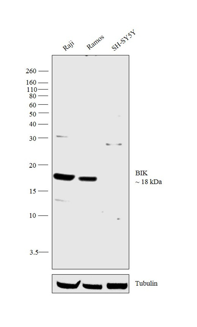 BIK Antibody