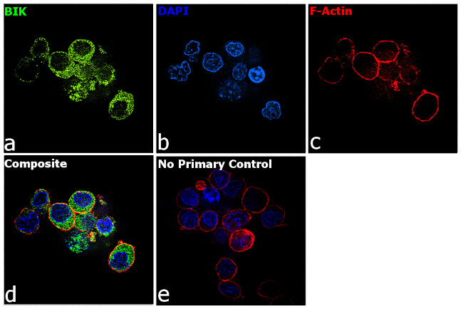 BIK Antibody in Immunocytochemistry (ICC/IF)