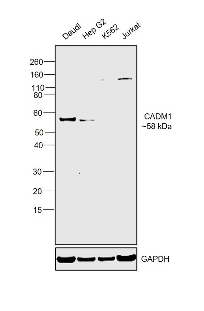 CADM1 Antibody in Western Blot (WB)