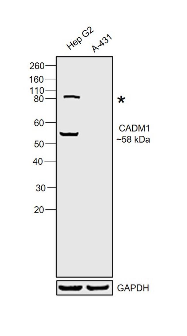 CADM1 Antibody in Western Blot (WB)