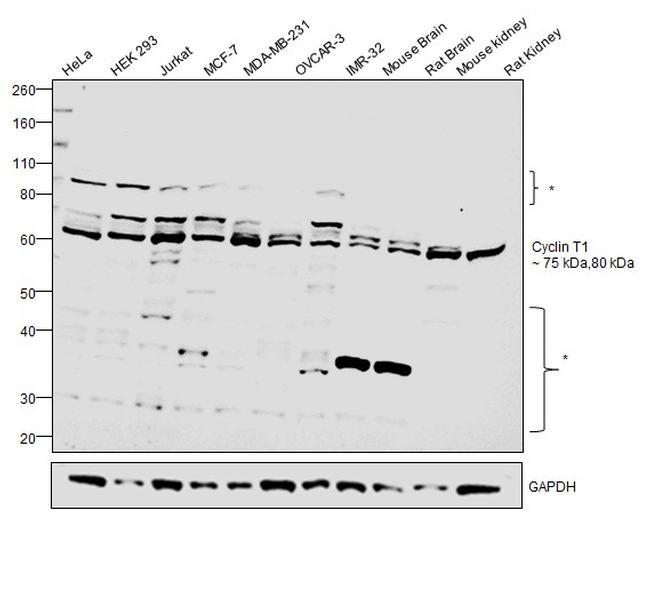 Cyclin T1 Antibody in Western Blot (WB)