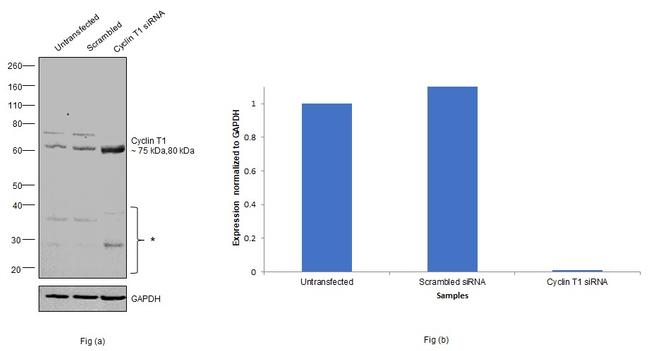 Cyclin T1 Antibody in Western Blot (WB)