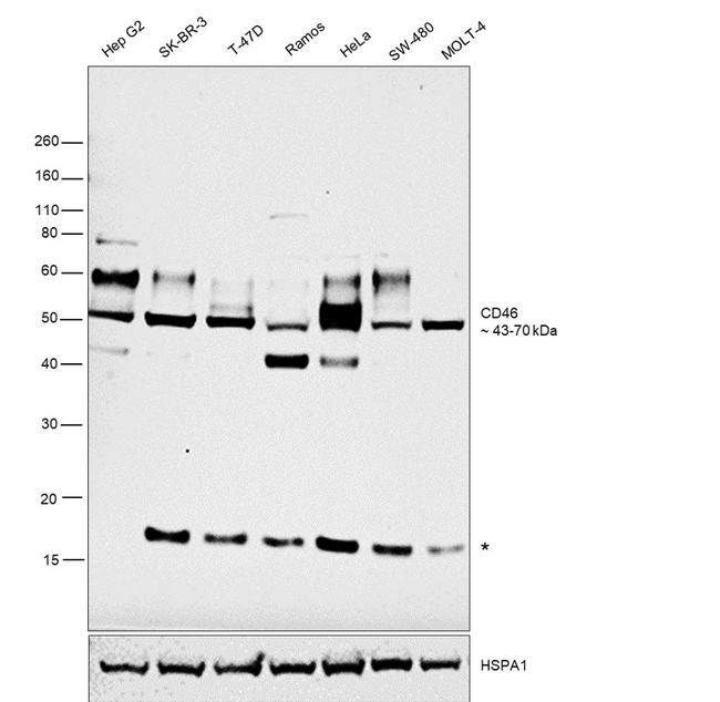 CD46 Antibody in Western Blot (WB)