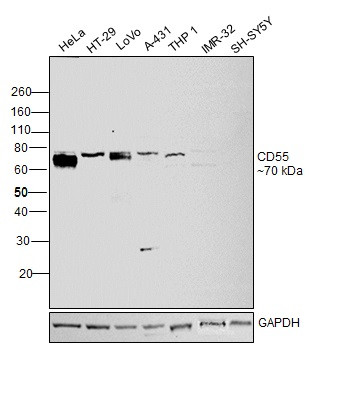 CD55 Antibody