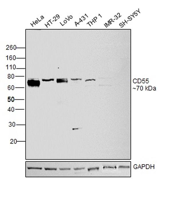 CD55 Antibody in Western Blot (WB)