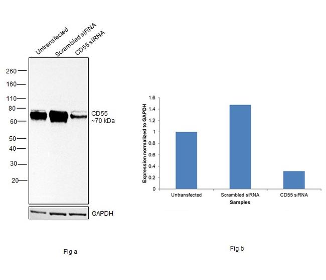 CD55 Antibody in Western Blot (WB)