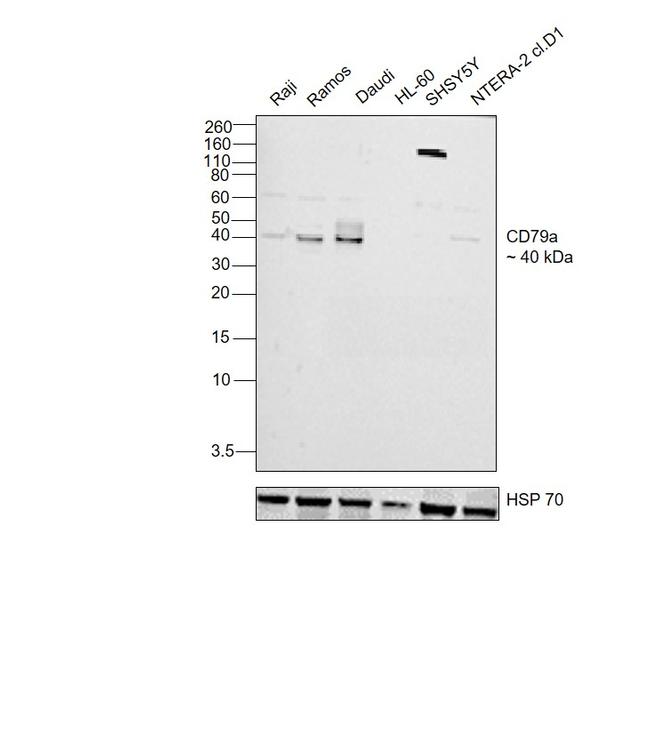 CD79a Antibody in Western Blot (WB)