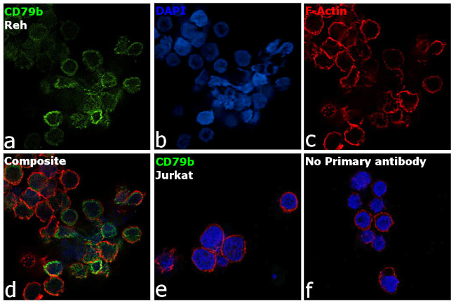 CD79b Antibody in Immunocytochemistry (ICC/IF)