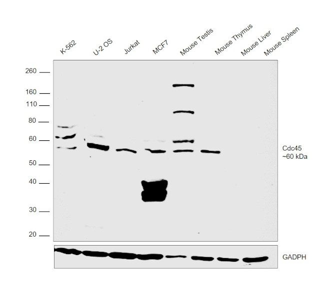 CDC45L Antibody