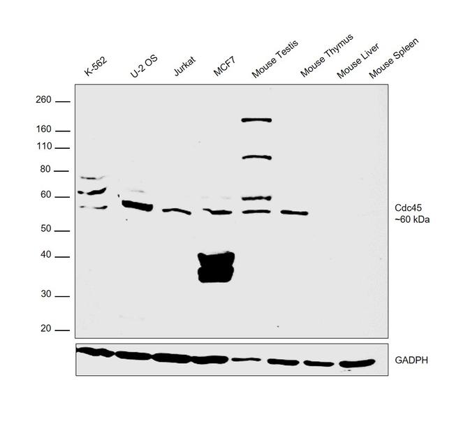 CDC45L Antibody in Western Blot (WB)