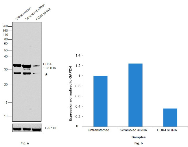 CDK4 Antibody