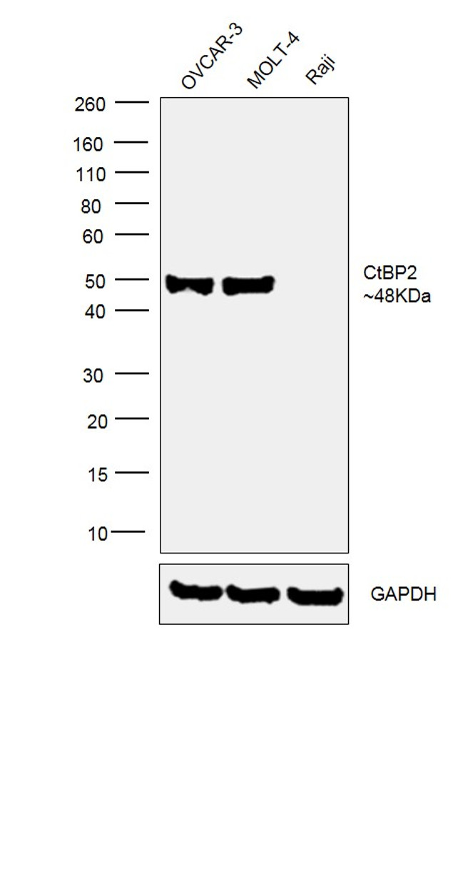 CtBP2 Antibody