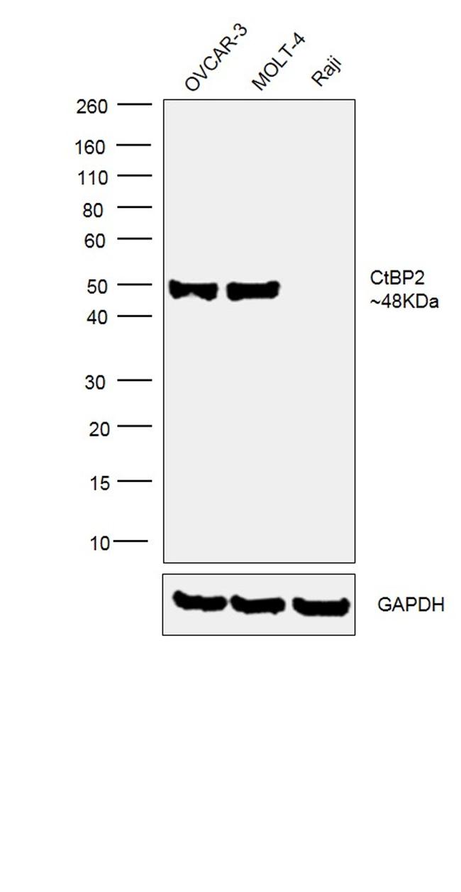 CtBP2 Antibody in Western Blot (WB)