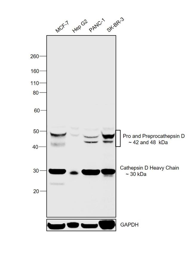 Cathepsin D Antibody in Western Blot (WB)