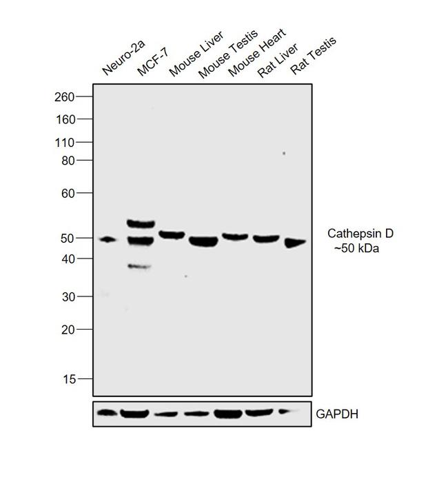 Cathepsin D Antibody in Western Blot (WB)